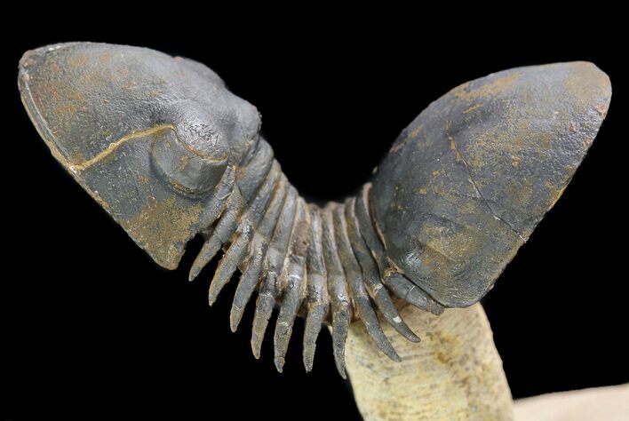 Flying Paralejurus Trilobite Fossil - Natural Work Of Art #49580